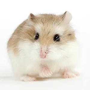 Roborovski: Hamster Roborovski