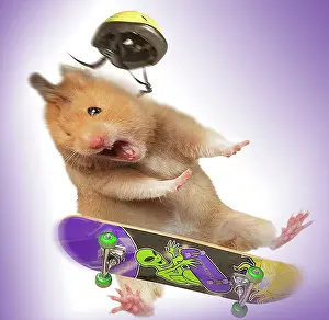 Helmets: Hamster - with skateboard & helmet