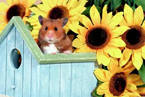 Birdhouse: Hamster standing in Birdhouse in front of Sunflowers