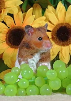 Mesocricetus: Hamster standing, with grapes in front of sunflowers