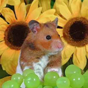 Hamsters: Hamster standing, with grapes in front of sunflowers