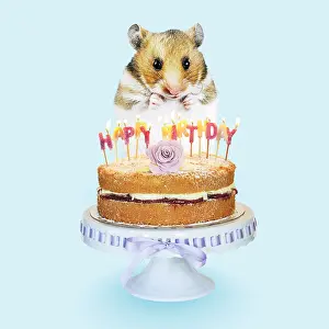 Candles: Hamster - Standing on hind legs with Birthday