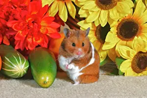Mesocricetus: Hamster standing up in front of sunflowers