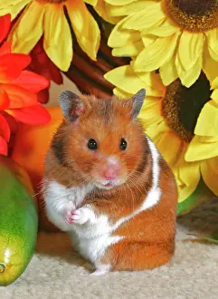 Mesocricetus: Hamster standing up in front of sunflowers