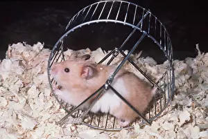 Hamsters: HAMSTER - using exercise wheel