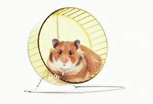 Wheels: HAMSTER - on wheel
