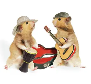 Hamsters: Hamsters - playing musical instruments