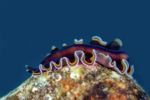 Flatworm: Hancock's Flatworm - Kubu Reef dive site, Tulamben