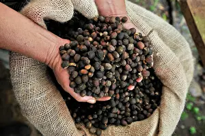 Sack: Hand filled with coffee beans, Miraflor-Moropotente