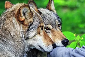 Hand: Two hand-reared gray wolves (Canis lupus), captive