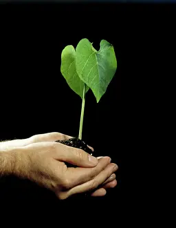 Seedlings: Hands holding bean plant