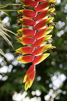 Rostrata: Hanging Lobster Claw - in park