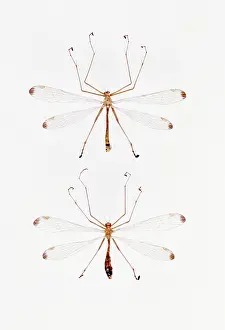Scorpionfly: Hanging Scorpionflies