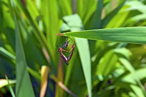 Distraction: Hangingflies - mating while male presents female