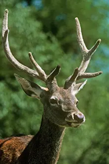 Kashmir: Hangul / Kashmir Deer - 2 years old