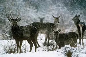 Kashmir: Hangul / Kashmir Deer