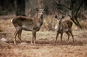 Kashmir: Hangul / Kashmir Deer - female with yearling