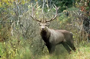 Kashmir: Hangul / Kashmir Deer - male