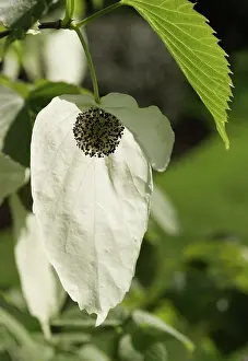 Involucrata: Hankerchief Tree