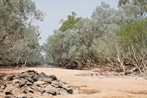 Paperbark: The Hann River lined with Silver Melaleucas and