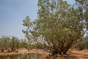 Paperbark: The Hann River with a Silver Melaleuca / Paperbark