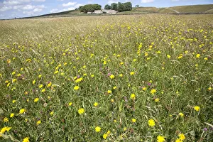Trust: Hannah's wildflower meadow, Nature Reserve SSI