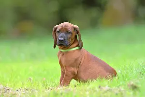 Bloodhound: Hannoverscher Schweiihund (Canis lupus familiaris)