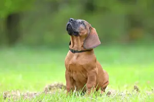 Hannoverscher Schweiihund (Canis lupus familiaris)