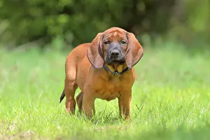 Bloodhound: Hannoverscher Schweiihund (Canis lupus familiaris)