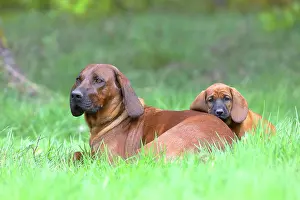 Bloodhound: Hannoverscher Schweiihund (Canis lupus familiaris)