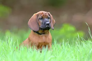 Bloodhound: Hannoverscher Schweiihund (Canis lupus familiaris)