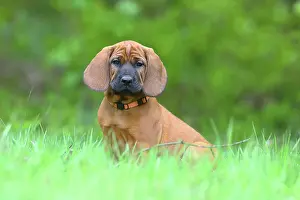 Bloodhound: Hannoverscher Schweiihund (Canis lupus familiaris)