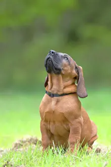 Bloodhound: Hannoverscher Schweiihund (Canis lupus familiaris)