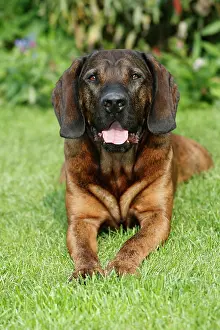 Hanover: Hanover Hound - hunting dog lying down in garden