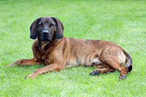 Hanover: Hanover Hound, hunting dog resting in garden