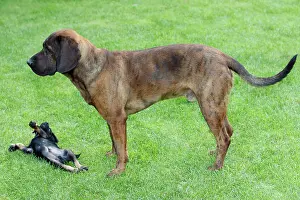Submission: Hanover Hound and Westfalen Terrier Puppy, two