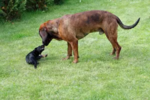 Hanover: Hanover Hound and Westfalen Terrier Puppy, two