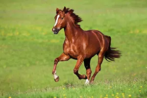 Hanover: Hanoverian, bay, galloping in a meadow