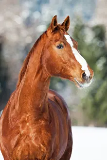 Backdrop: Hanoverian horse with brown reddish fur, snow backdrop
