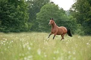 Hanoverian: Hanoverian horse galloping across a meadow