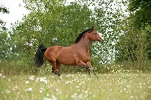 Hanoverian: Hanoverian horse galloping across a meadow