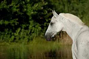 Hanoverian: Hanoverian horse in a lake, portrait