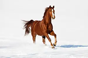 Sorrel: Hanoverian horse, Sorrel, brown, reddish fur, galloping