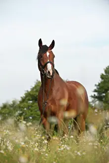 Hanoverian: Hanoverian horse standing on a meadow