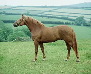 Chestnut: HANOVERIAN HORSE - side view