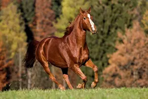 Sorrel: Hanoverian, Sorrel, brown and reddish fur, galloping