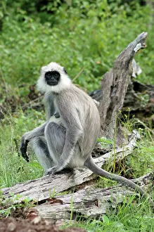 Langurs: Hanuman / Common Langur