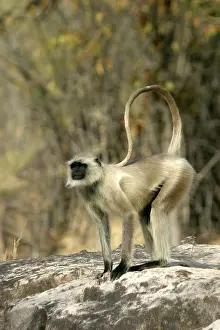 Presbytis: Hanuman / Grey or Common Langur monkey