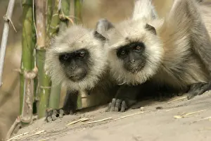 Presbytis: Hanuman / Grey / Common Langur monkeys - two