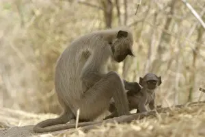 Presbytis: Hanuman / Grey / Common Langur monkeys - adult